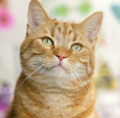 ginger cat insurance